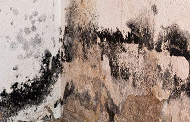 Mold remediation newington CT